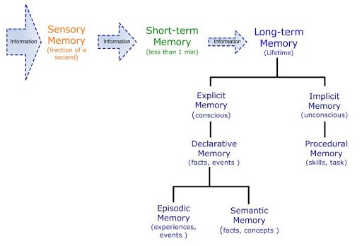 Image result for types of memory in human brain
